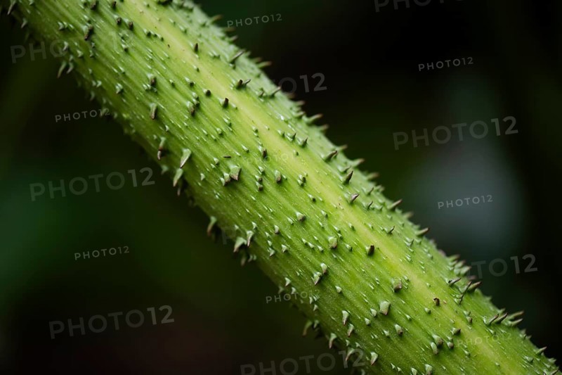 Stem detail, mammoth leaf (Gunnera manicata) or giant rhubarb, Inverewe Gardens, Poolewe, Loch Ewe, Highlands, Highlands, Scotland, Great Britain