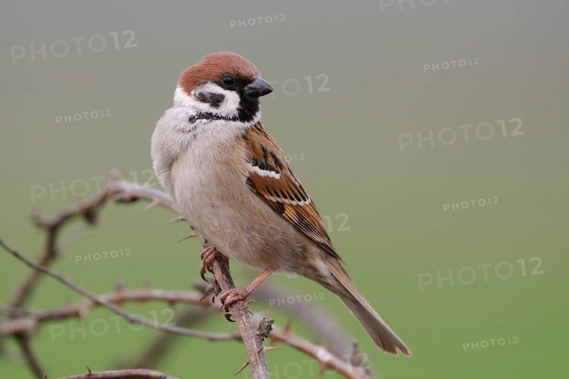 Eurasian Tree Sparrow (Passer montanus) male perched on a branch, North Rhine-Westphalia, Germany