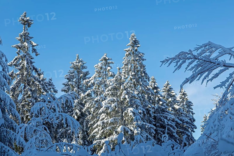 Snowy trees, conifers, forest, snow, winter, Sieversen, Samtgemeinde Rosengarten, Lower Saxony, Germany