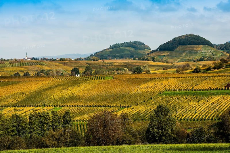 Hilly landscape with vineyards in autumn, Ballrechten-Dottingen, Breisgau, Markgräflerland, Black Forest, Baden-Württemberg, Germany