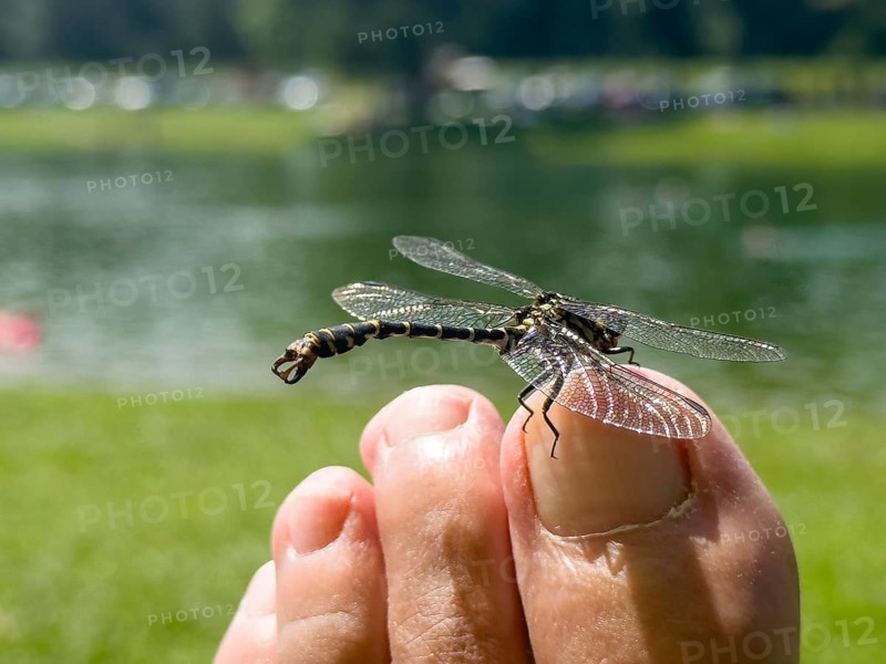 Onychogomphus forcipatus (Onychogomphus forcipatus) sitting on foot toe, Lake Neubeur, Bavaria, Germany