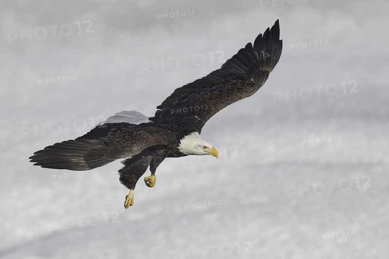 Bald Eagle (Haliaeetus leucocephalus) flying, Iowa, USA