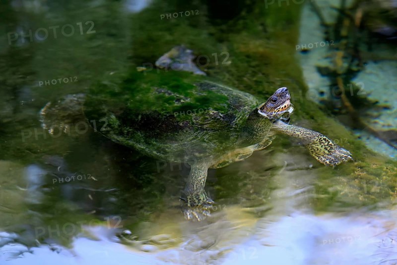 Tabasco tortoise (Dermatemys mawii), adult, in water, swimming, Central America