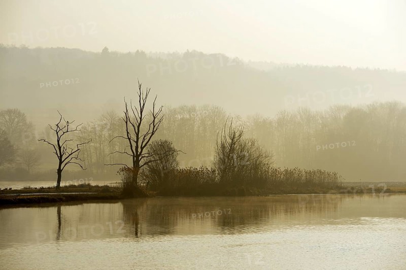 Morning mood in the Naturschutzgebiet Flachsee nature reserve in Rottenschwil, Canton of Aargau, Switzerland