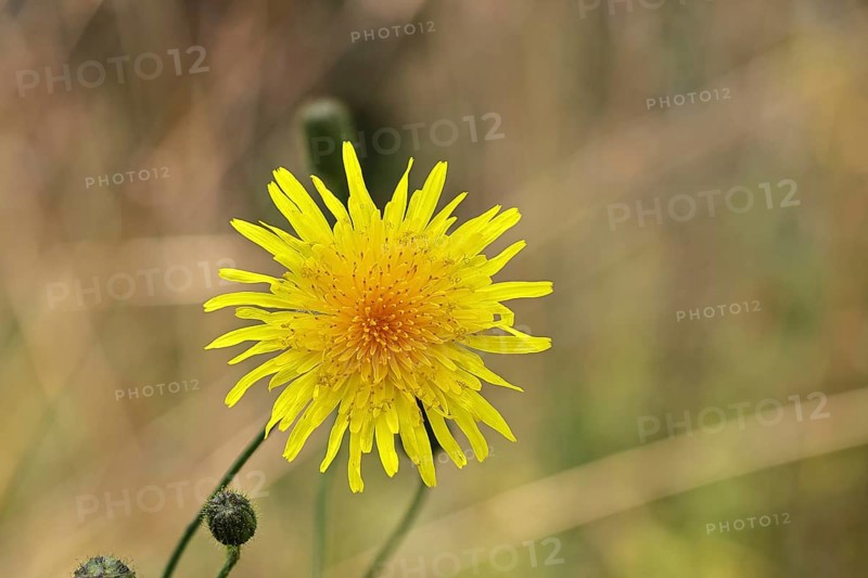 Wiesenpippau (Crepis biennis), yellow flower by the wayside on the Moselle, Cochem, Rhineland-Palatinate, Germany