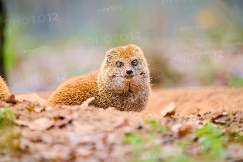 Ethiopian dwarf mongoose (Helogale hirtula) sitting on the ground, Bavaria, Germany