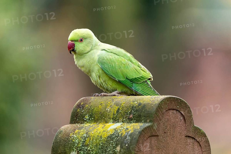 Rose-ringed parakeet (Psittacula krameri) on a gravestone, wildlife, Germany