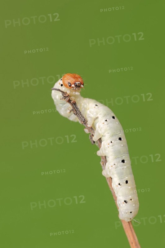 Frosted green (Polyploca ridens), caterpillar, North Rhine-Westphalia, Germany
