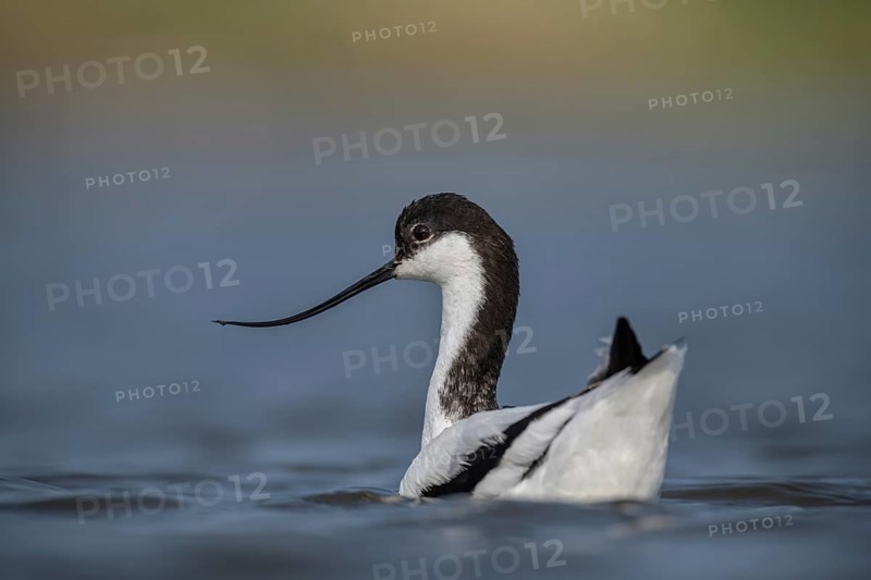 Pied Avocet (Recurvirostra avosetta), Schleswig-Holstein, Germany