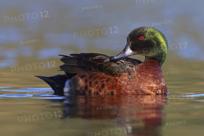 Chestnut Teal (Anas castanea), Victoria, Australia