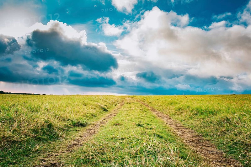Lonely dirt road surrounded by grass under a blue sky with fluffy clouds. View of a grass dirt road with a bright blue sky with clouds