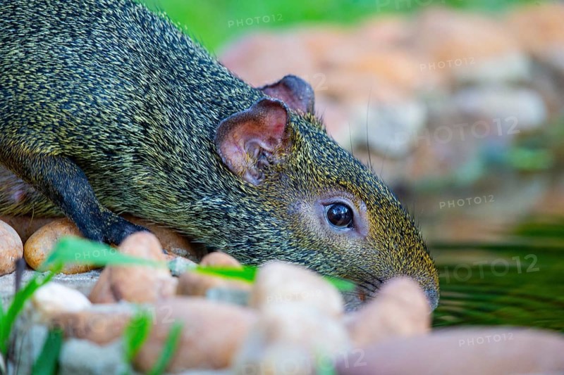 Azara's agouti (Dasyprocta azarae) Pantanal Brazil