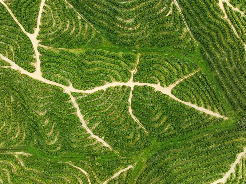 Cultivated orange trees (Citrus sinensis) and network of agricultural roads. Aerial view. Drone shot. Huelva province, Andalusia, Spain
