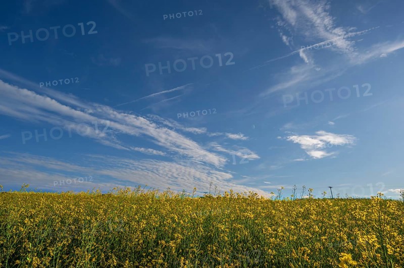 Flowering rape field, (Brassica napus) cloudy sky, Beerbach, Middle Franconia, Bavaria, Germany