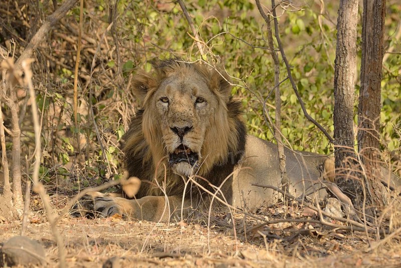 Asiatic Lion (Panthera leo persica), male, Gir Forest National Park, Gir Sanctuary, Gujarat, India