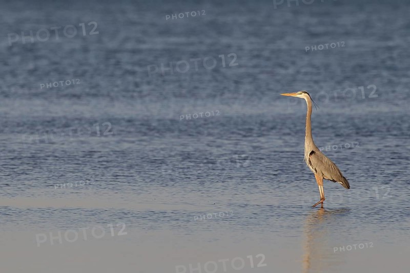 Great Blue Heron (Ardea herodias), Florida, USA