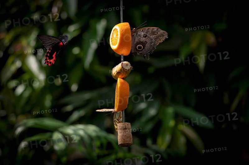 Spotted butterfly (Nymphalinae) and banana butterfly (Caligo eurilochus), sitting on a piece of orange, banana, in the butterfly house on the island of Mainau, district of Constance, Baden-Württemberg, Germany