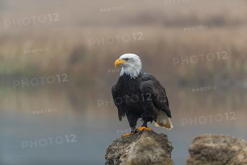 One Bald Eagle, Haliaeetus leucocephalus, standing on a rock in the shallow water ashore a small pond on a foggy cold autumn day