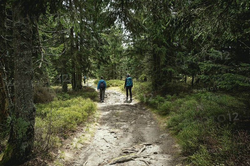 Path from Gentiana bavarica to the Kleiner Arber, Bavarian Forest, Bavaria, Germany