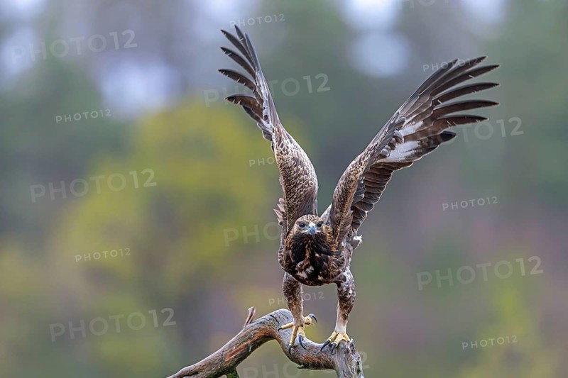 European golden eagle (Aquila chrysaetos chrysaetos) immature taking off from branch in moorland, heathland in winter