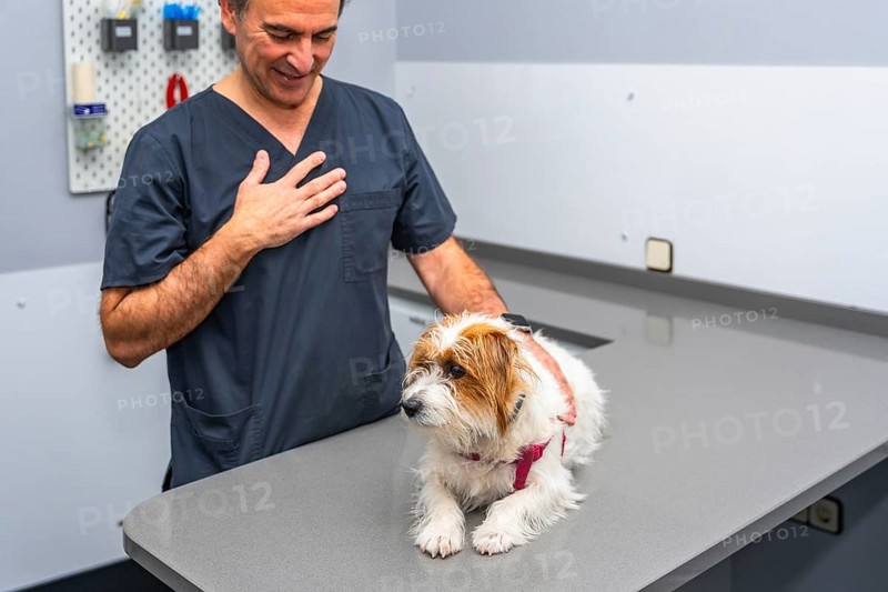 Veterinarian gently comforting a small dog lying on the examination table in a modern veterinary clinic, providing reassurance and care