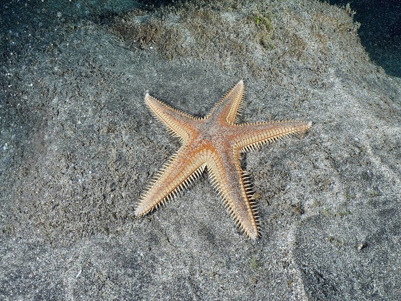 Orange Astropecten aranciacus (Astropecten aranciacus) lying on grey sand in the sea, Playa dive site, Los Cristianos, Tenerife, Canary Islands, Spain