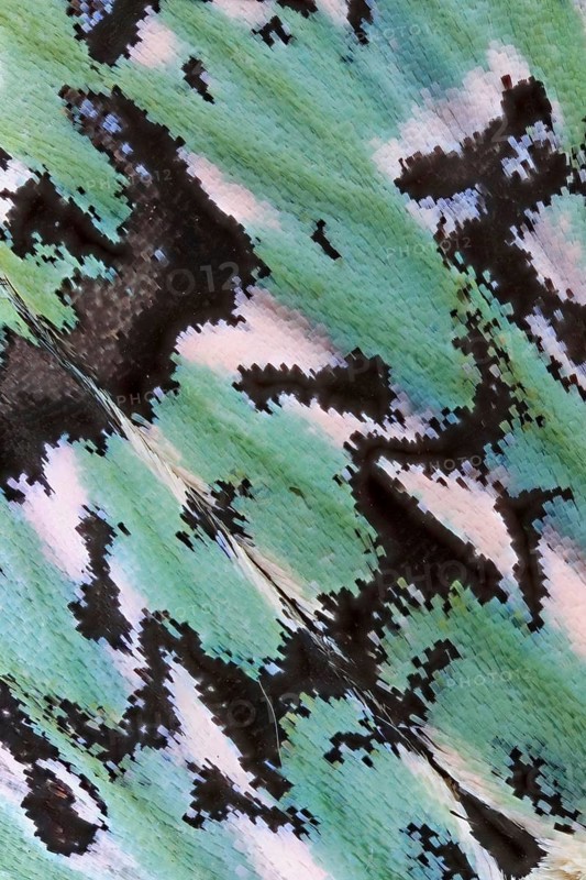 Detail of the contrasting black and white and green coloured and marked wing of a celadon owl (Moma alpium), moth, forms and structures, Bavaria, Germany