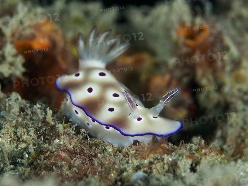 Nudibranch with purple coloured spots and white body, magnificent star snail (Hypselodoris tryoni), on corals, dive site Gondol Reef, Gondol, Bali, Indonesia