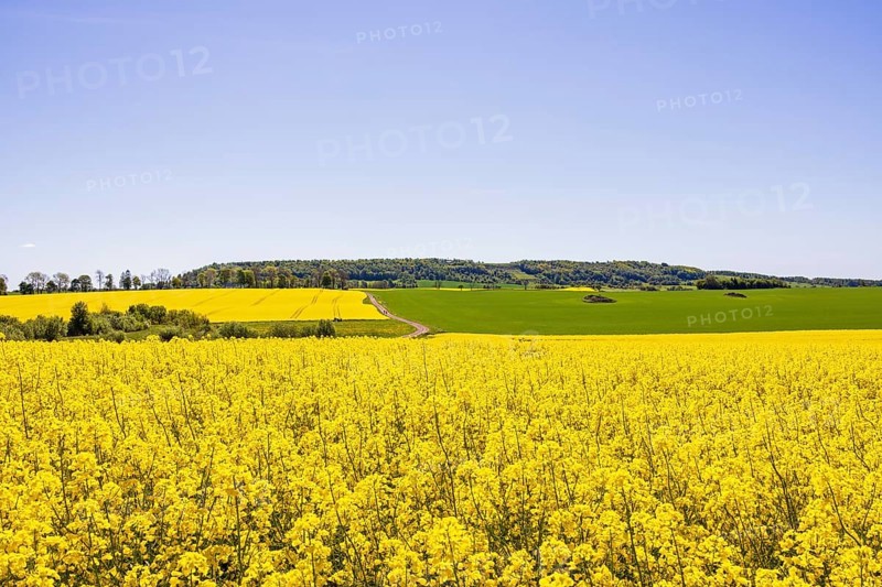 View of a blooming rapeseed field in a rural summer landscape with Ålleberg, a plateau mountain that is part of the UNESCO geopark a sunny day with a clear blue sky, Ålleberg, Falköping, Sweden