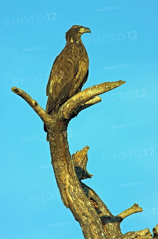 Bald eagle, bald eagle, (Haliaeetus leucocephalus), perch, Venice Landfill, Venice, Florida, USA