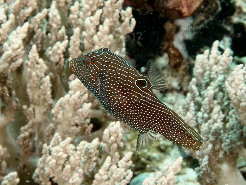 A striped and spotted fish, eyespot pufferfish (Canthigaster solandri), swimming near soft corals, dive site Close Encounters, Permuteran, Bali, Indonesia