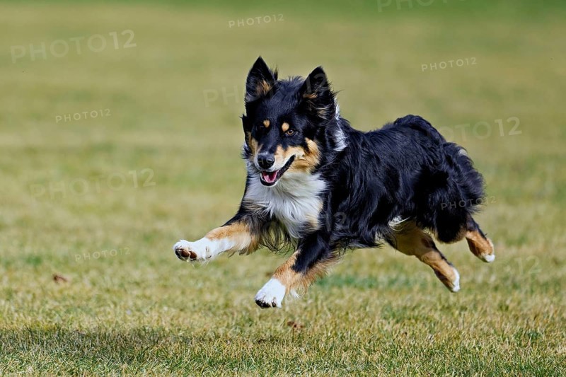 Mixed breed dog between Border Collie and Australian Shepherd jumps across meadow, Switzerland