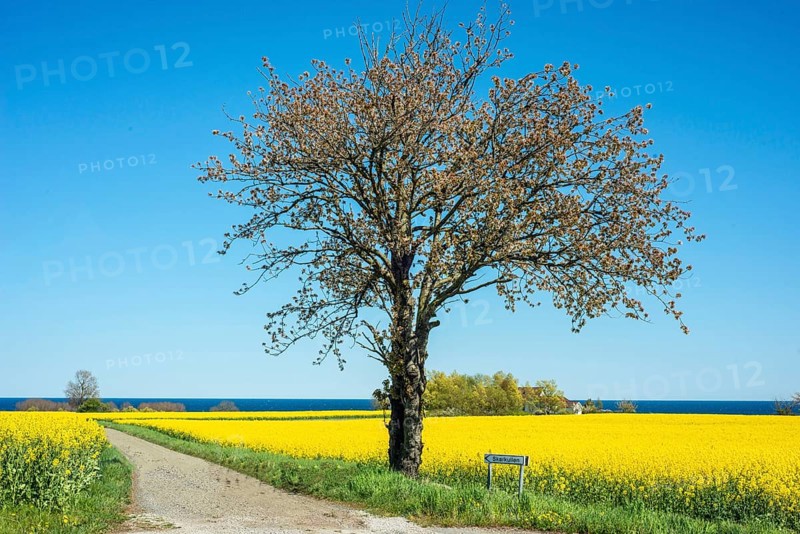 Tree at small country road through blooming rapeseed fields and with the Baltic Sea behind at Brantevik, Simrishamn municipality, Skåne County, Sweden, Scandinavia