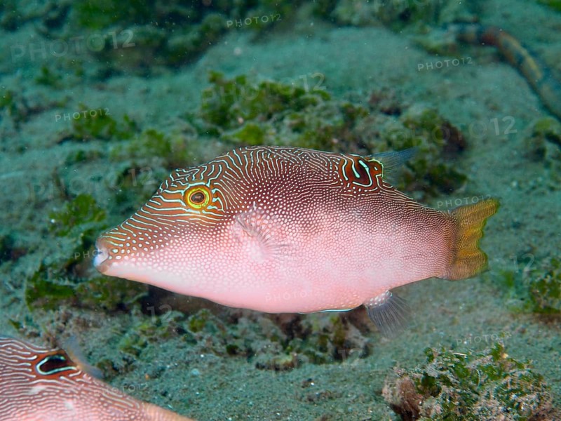 Fish with line pattern, Peter's pufferfish (Canthigaster petersii), swimming over the sandy seabed, dive site Secret Bay, Gilimanuk, Bali, Indonesia