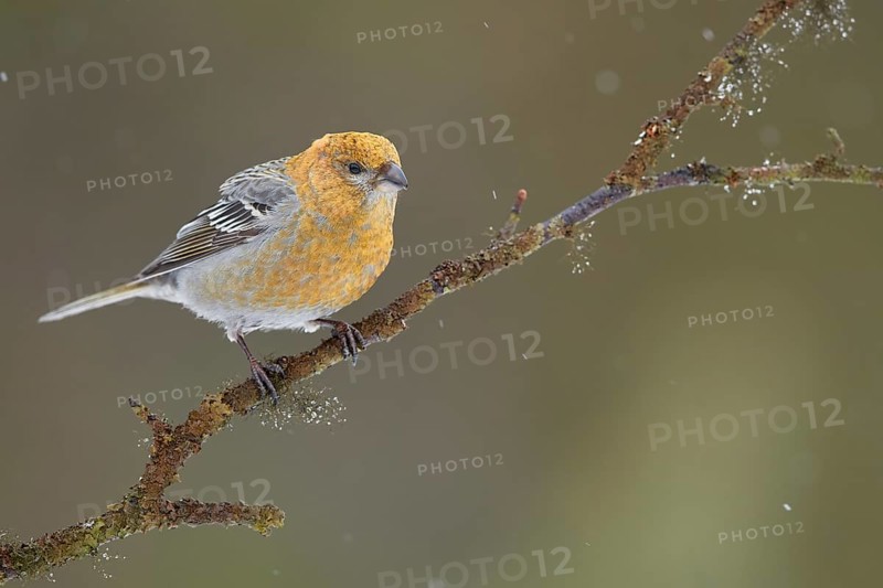 Pine Grosbeak (Pinicola enucleator) female perched on a branch, Lapland, Finland