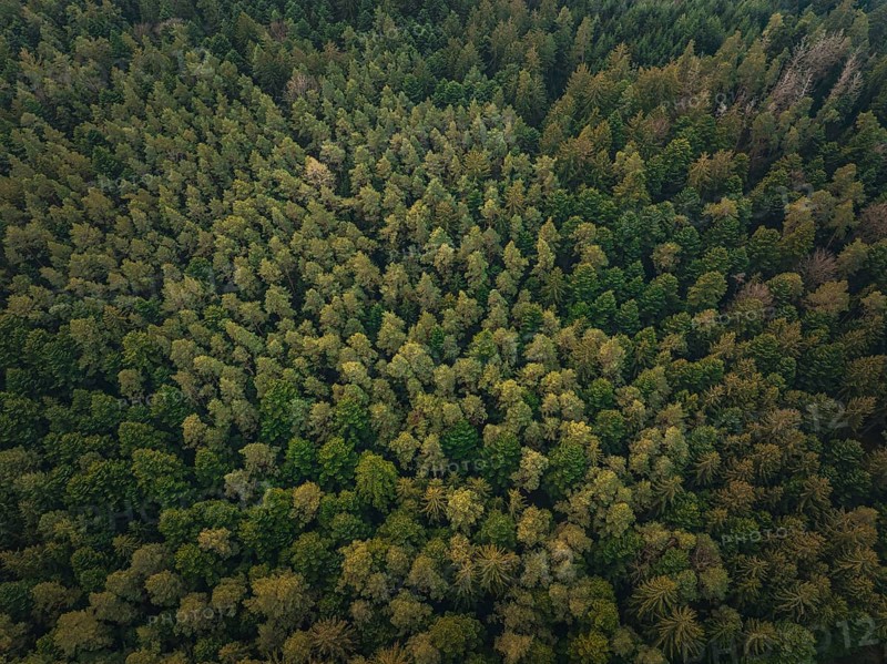 Extensive treetop landscape, photographed from the air, Unterhaugstett, Black Forest, Calw district, Germany