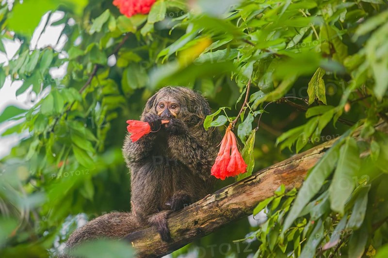 A female white-faced saki (Pithecia pithecia) sits in a Rose of Venezuela (Brownea grandiceps) tree, eating the blossoms of it