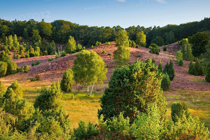 Trees and flowering heath at Totengrund in Lüneburg Heath nature park Park, Lower Saxony, Germany