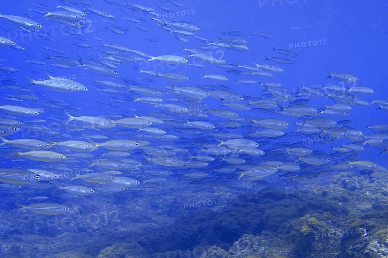 A school of boops boops swimming in the blue water of the ocean, dive site Las Rosas, Las Galletas, Tenerife, Canary Islands, Spain