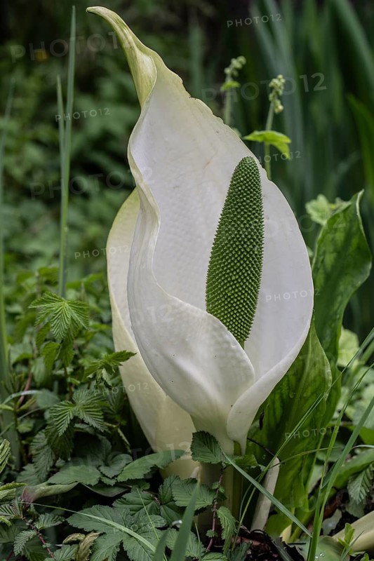 Lysichiton camtschatcensis (Lysichiton camtschatcensis), Emsland, Lower Saxony, Germany