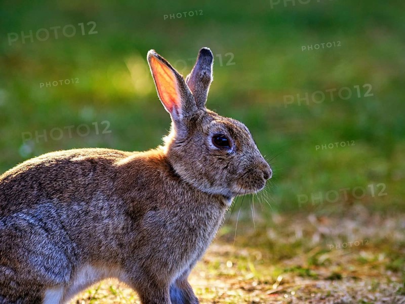 European rabbit (Oryctolagus cuniculus) in a meadow, St Mary's, Isles of Scilly, Cornwall, England, Great Britain