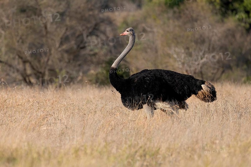 Common Ostrich (Struthio camelus), South Africa