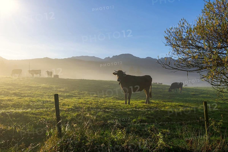 Pasture with cows and fog, sunny morning against a mountain backdrop, peaceful atmosphere, near Füssen, Ostallgäu, Bavaria, Germany