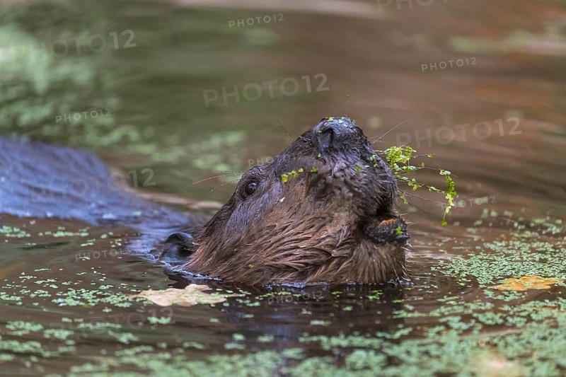 One North American beaver or Canadian beaver, Castor canadensis, swimming through a pond covered with green Lemna minor, the common duckweed
