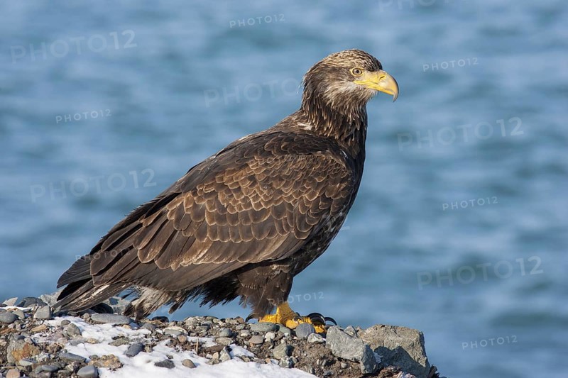 Bald Eagle Haliaeetus leucocephalus Homer, ALASKA, United States 25 February 1.5 year old bird (Basic I) Accipitridae