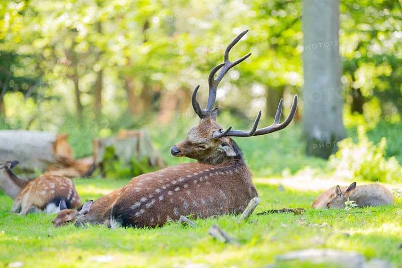 Sika deer (Cervus nippon) male lying on a meadow, Bavaria, Germany