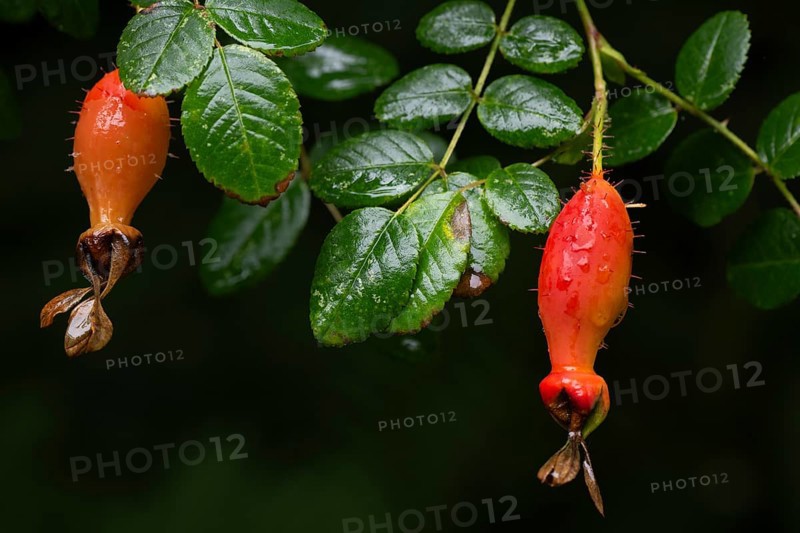 Red fruits, rose (Rosa Doncasterii), Inverewe Gardens, Osgood Mackenzie, Poolewe, Loch Ewe, Highlands, Highlands, Scotland, Great Britain