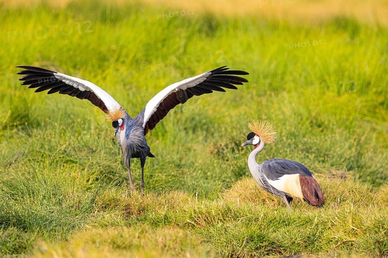 Crowned Crane (Balearica regulorum) courtship behavier South Luangwa NP Zambia August