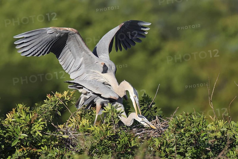 Great Blue Heron (Ardea herodias) pair mating, Florida, USA