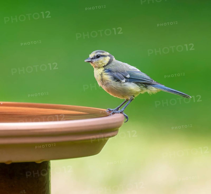 Blue tit (Cyanistes caeruleus) young bird standing on a bird bath, Lower Saxony, Germany